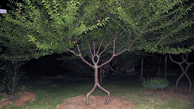 Foto: Pohon yang Dibentuk Menyerupai Figur Orang | Wikimedia Commons