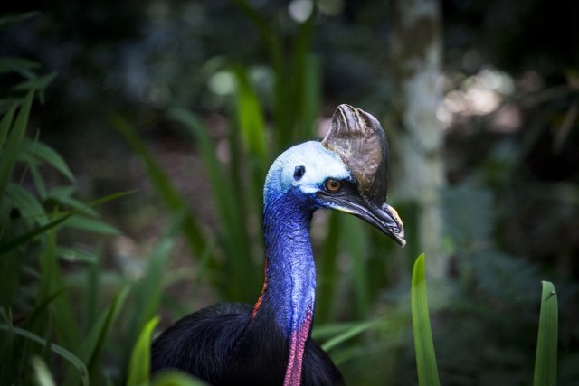 Kasuari. Foto: DaFranzos from Pixabay