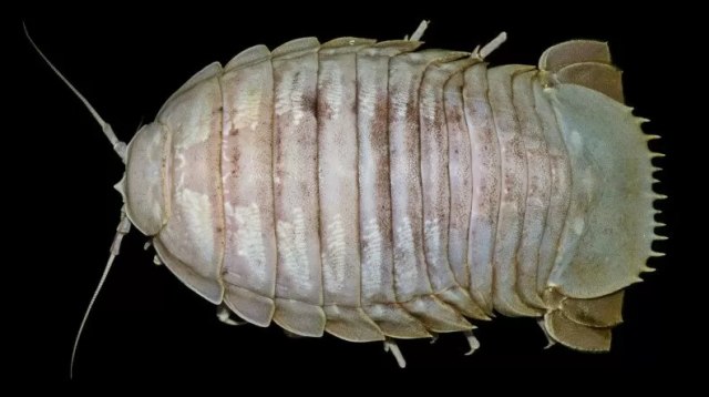 Bathynomus raksasa yang ditemukan LIPI di perairan Indonesia. Foto: LIPI