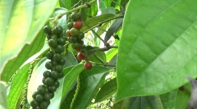Tanaman Lada di Desa Malangga, Kecamatan Galang, Kabupaten Tolitoli, Sulteng. Foto: Sabran/PaluPoso