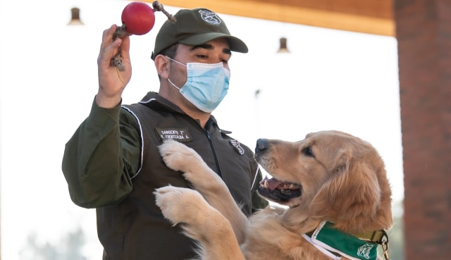 Polisi Chile Latih Anjing untuk Deteksi Pasien COVID-19. Foto: Martin Bernetti/AFP