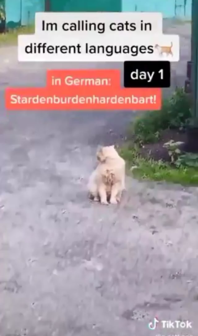viral lelaki asal luar negeri melakukan eksperimen dengan memanggil kucing dalam berbagai bahasa. (Foto: Twitter/Tangkapan Layar @g.catt.eng)