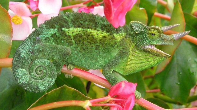 Jackson's Chameleon | Wikimedia Commons 
