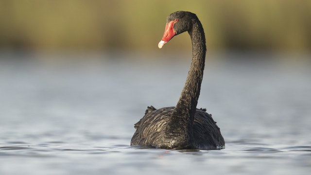 Angsa Hitam | Wikimedia Commons
