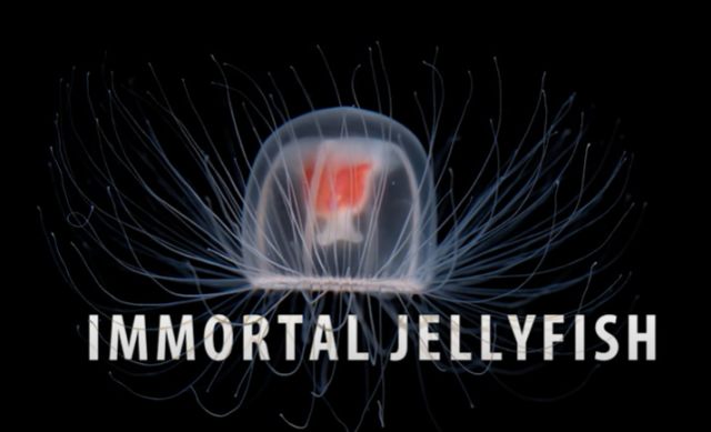 Immortal Jellyfish. Foto: Capture Youtube V101 Science