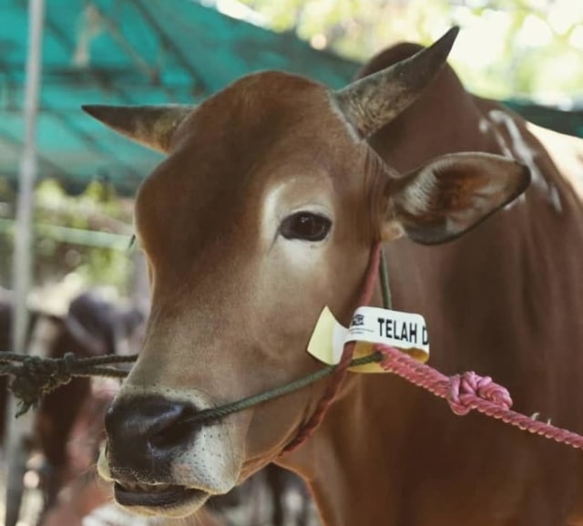 Hewan kurban yang telah diperiksa DKPP Surabaya ditandai dengan stiker penanda yang disematkan. Dok. Humas Pemkot Surabaya