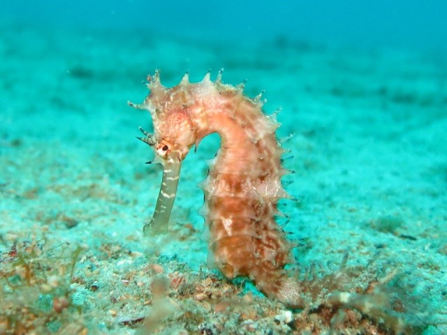 Kuda laut. Foto: arhnue from Pixabay