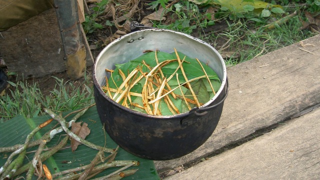 bahan-bahan untuk ayahuasca | Wikimedia Commons