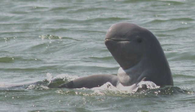 Pesut mahakam, Foto: whales.org