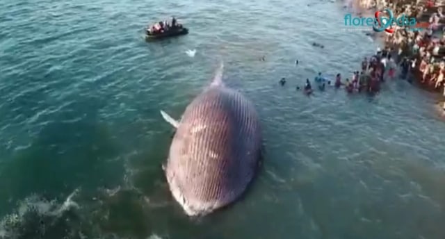 Paus biru yang ditemukan terdampar di Pantai Namosain, Kota Kupang.Foto: istimewa.