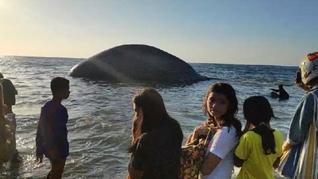 Paus biru yang mati hilang dari lokasi terdampar. Foto: Kornelis Kaha/Antara