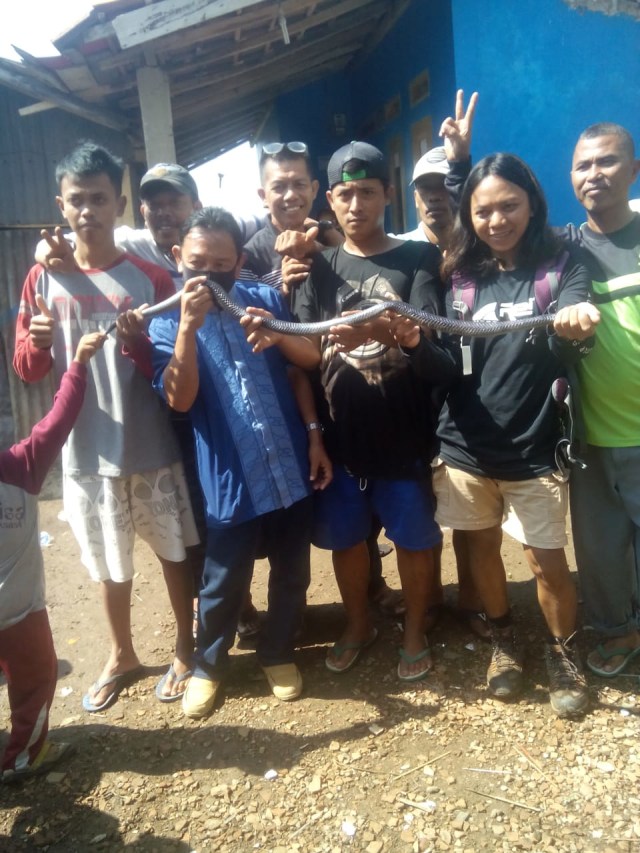 Ular Kobra yang Tewaskan Warga Cianjur Berhasil Ditangkap  Foto: kumparan