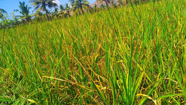 Foto: lahan Sawah milik salah satu petani di Desa Aeramo yang diserang hama ulat penggerek batang. Foto: Arkadius Togo. 