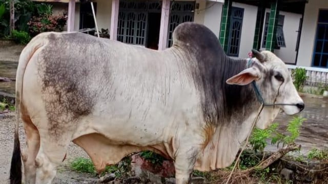 Sapi kurban yang dibeli oleh Presiden Jokowi, ini asalnya dari Desa Karya Mukti, Kecamatan Dampelas, Kabupaten Donggala, Sulteng. Foto: Tim PaluPoso