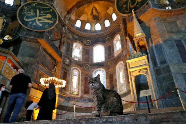Gli, kucing yang tinggal di Hagia Sophia, Istanbul, Turki. Foto: MURAD SEZER/REUTERS