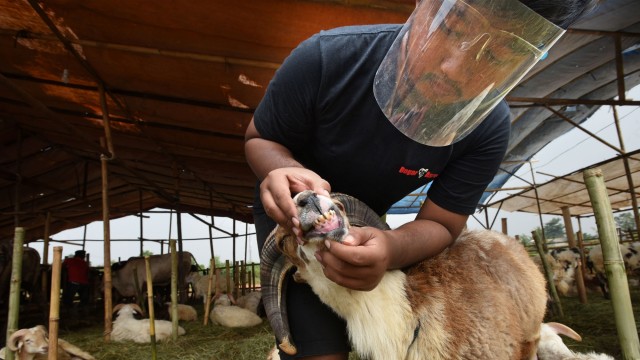Warga memeriksa gigi kambing di sentra penjualan hewan kurban Cipocok, Serang, Banten, Kamis (23/7). Foto: Asep Fathulrahman/ANTARA FOTO