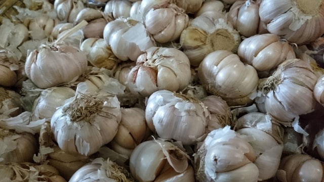 Ilustrasi bawang putih. Foto: Jamal Ramadhan/kumparan