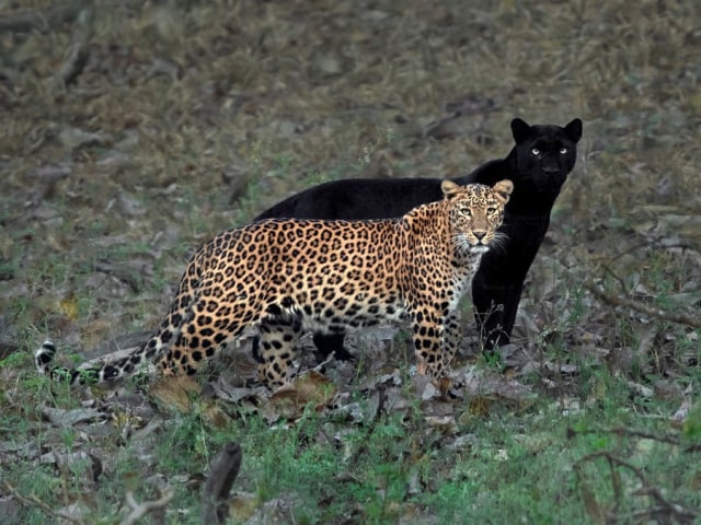 Ilustrasi--Foto macan tutul, Cleopatra dan kekasihnya macan kumbang, Saaya. Foto: Mithun H/Instagram