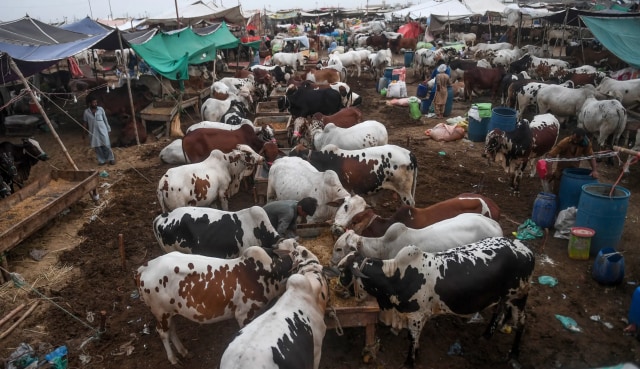 Pasar Ternak di Karachi, Pakistan. Foto: Asif Hassan/AFP
