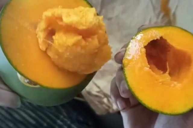 Kisah di Balik Lezatnya Mangga Alpukat 