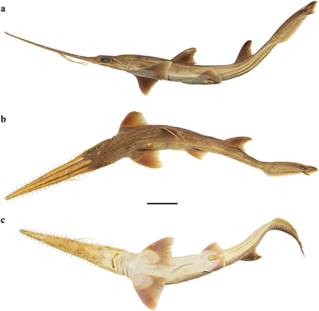 Ikan hiu gergaji spesies terbaru, Pliotrema kajae. Foto: PLOS ONE/Simon Wiegmann