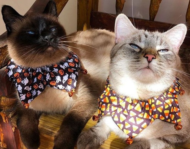 Kucing Siamese Foto: Instagram @siamesecatofinstagram