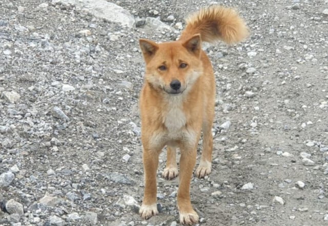 Anjing langka di Papua. Foto: Capture Facebook New Guinea Highland Wild Dog Foundation