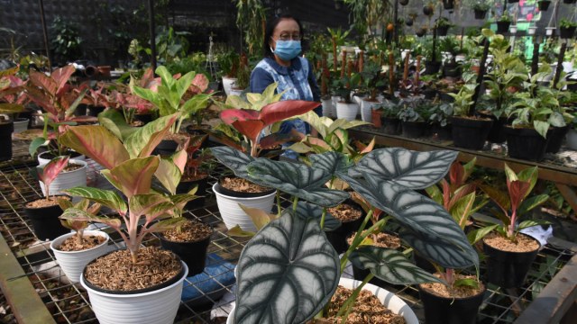 Calon pembeli memilih tanaman hias di sentra penjualan tanaman di kawasan Ragunan, Jakarta, Minggu (19/7/2020) Foto: INDRIANTO EKO SUWARSO/ANTARA FOTO