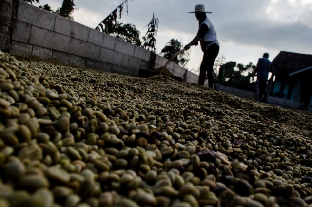 Petani menjemur biji kopi gabah (hard skin) Palintang jenis Arabika di rumah pengepul kopi, Cilengkrang, Kabupaten Bandung, Jawa Barat, Sabtu (18/7/2020). Foto: NOVRIAN ARBI/ANTARA FOTO