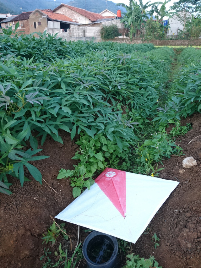 Ilustrasi anak bermain layang-layang. Foto: Jamal Ramadhan/kumparan