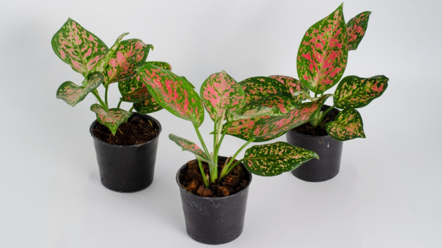 Sri rezeki atau tanaman aglaonema. Foto: Shutter Stock