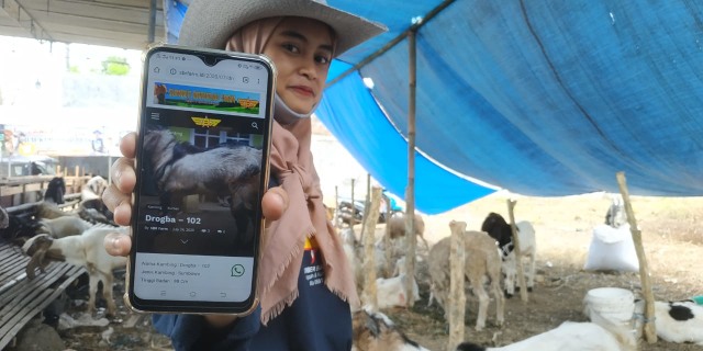 Sistem jual beli kambing Sumber Barokah Farm dilakukan via website online. Foto/M Ulul Azmy.