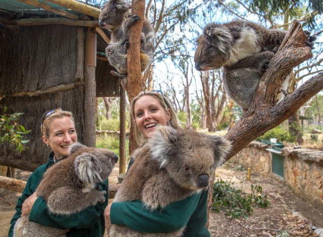 Berfoto bersama koala di Cleland Wildlife Park. Foto: Tourism Australia