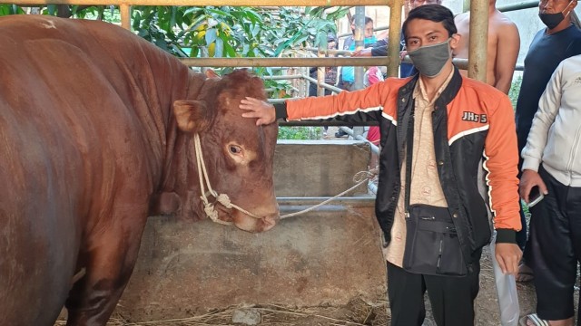 Sapi jenis Super Limosin dari Presiden Joko Widodo atau Jokowi tiba di Masjid Raya Bandung pada Kamis (30/7) sore. Foto: Dok. Istimewa