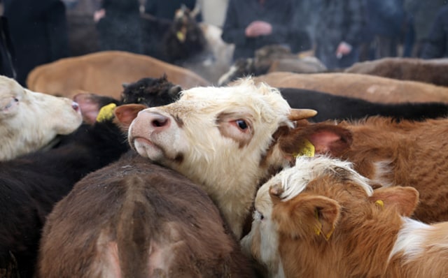 Foto Sapi. Dok: Pixabay/Omer Serkan Bakir