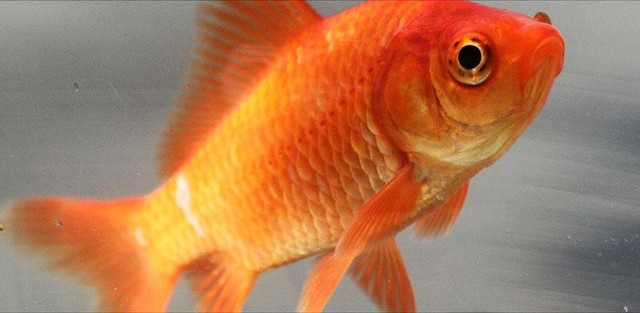 Common goldfish. Foto: Wikimedia Commons
