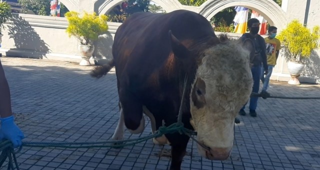 Gombloh, Sapi Kurban dari Jokowi. Foto: Len/Tugu Jogja 