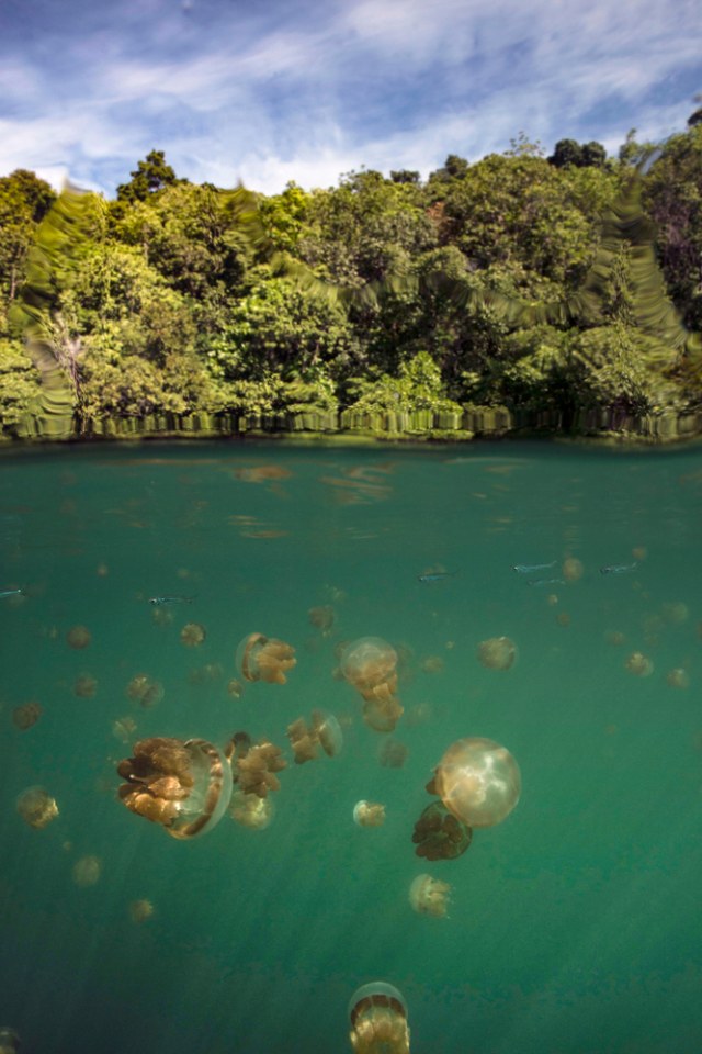 Danau Kakaban, Kalimantan Timur Foto: Shutter stock