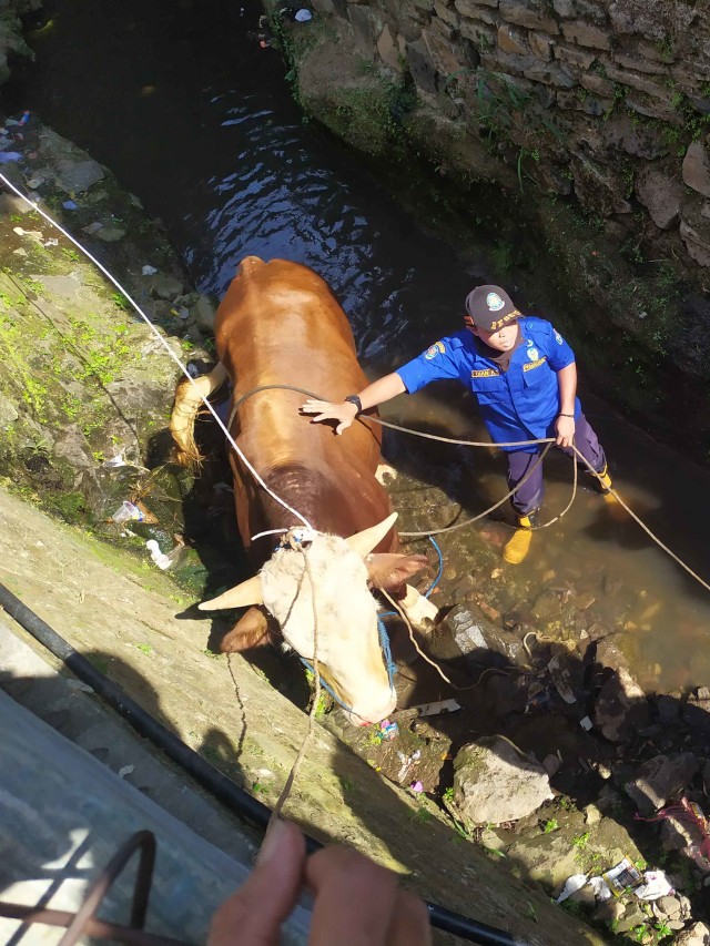Petugas mengevakuasi sapi milik warga yang tercebur ke dalam parit di Kota Bandung pada Jumat (31/7) sekitar pukul 13.00 WIB. Foto: Rachmadi Rasyad/kumparan