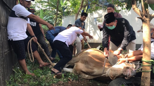 Fadli Zon saat menyembelih hewan kurban sendiri di Posko Cibinong, Bogor. Foto: Twitter/@Fadlizon