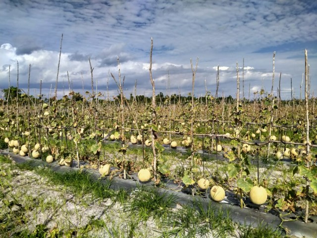 Kebun melon Pak Nur. foto Pia