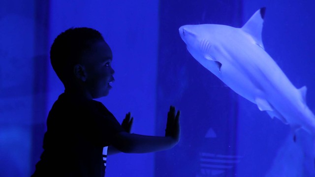 Seorang anak-anak melihat ikan hiu saat mengunjungi akuarium Sea Life Centre di London, Inggris, Sabtu (1/7/2020). Foto: PETER CZIBORRA/REUTERS