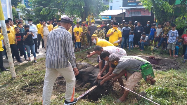DPD Golkar Sumut melakukan penyembelihan hewan kurban. Foto: SumutNews