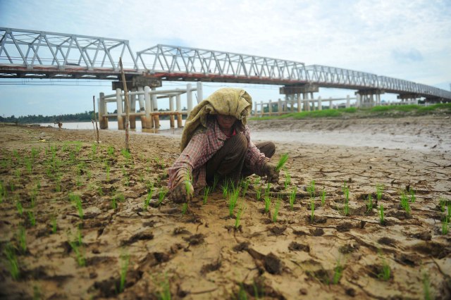 Sektor pertanian menjadi salah satu yang mencatatkan pertumbuhan positif saat pertumbuhan ekonomi RI minus 5,3 persen di kuartal II 2020. Foto: Wahdi Septiawan/Antara Foto