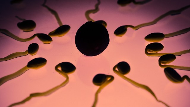 Ilustrasi sperma berenang menuju sel telur. Foto: TBIT via Pixabay