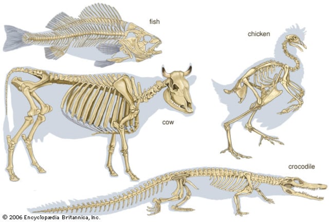 Ilustrasi hewan vertebrata. Foto: Encyclopedia Britannica