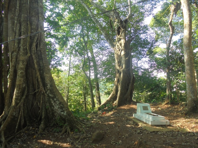Sebuah makam di bawah aneka flora yang sangat jarang ditemui di Banyumas, bisa dijumpai di Makam Mbah Agung, Karang Banar, Banyumas. Foto: Widi Erha Pradana. 