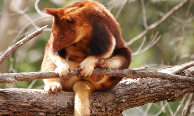 Ilustrasi Dendrolagus pulcherrimu. Foto: flickr/roger smith