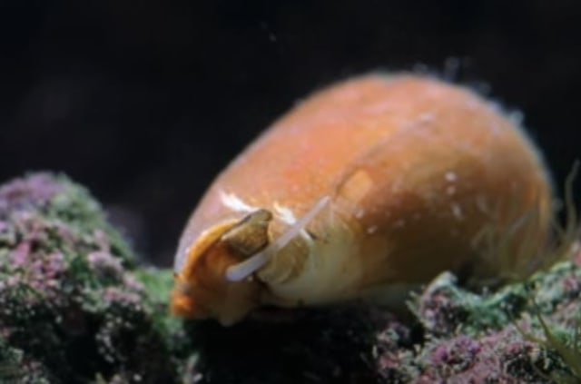Siput kerucut. Foto: Capture Youtube National geographic.