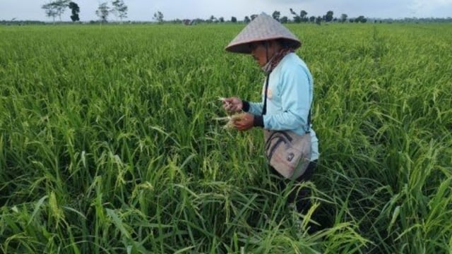 Petani Basel saat memantau perkembangan tanam padinya.